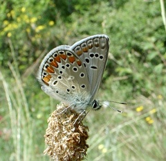 Polyommatus thersites