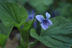 Viola kamtschadalorum