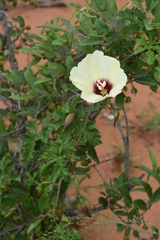 Distimake kentrocaulos