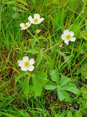 Ranunculus aconitifolius