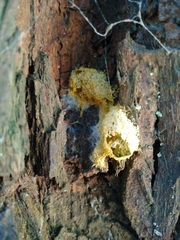 Fuligo septica