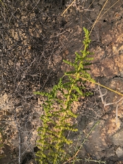 Salsola papillosa