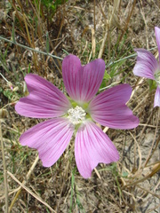 Malva punctata