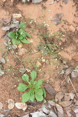 Paramollugo nudicaulis