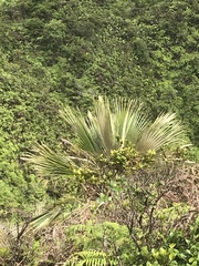 Pritchardia martii