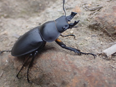 Neolucanus sinicus championi