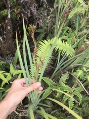 Machaerina mariscoides