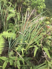 Machaerina mariscoides