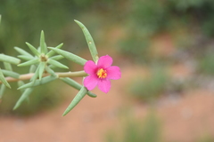 Portulaca kermesina
