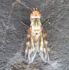 Otites lamed