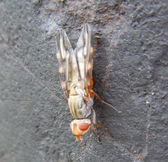 Otites lamed