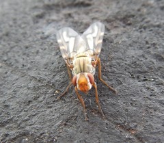 Otites lamed