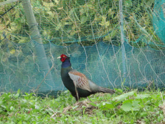 Phasianus versicolor
