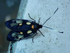 Trypanophora semihyalina