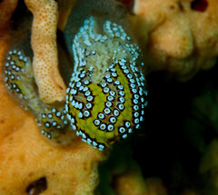 Botrylloides magnicoecus