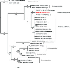 Cortinarius sclerophyllorum