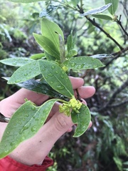 Wikstroemia oahuensis