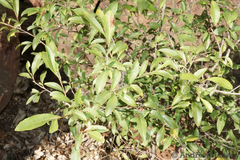 Ochna pretoriensis
