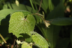 Vitis coignetiae