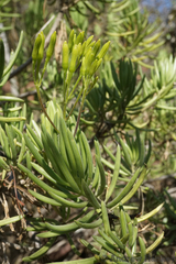 Senecio barbertonicus
