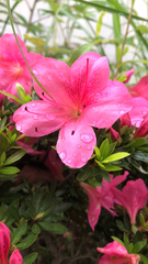 Rhododendron indicum