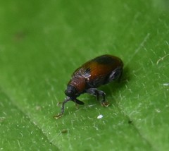Orchestes alni