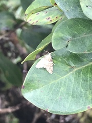 Mestolobes perixantha