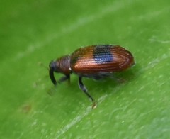 Orchestes alni