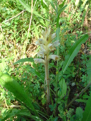 Orobanche picridis