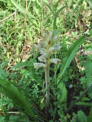 Orobanche picridis