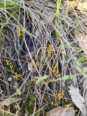 Clavulinopsis amoena