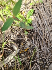 Clavulinopsis amoena