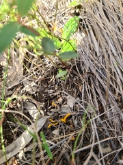 Clavulinopsis amoena