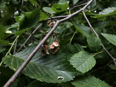 Ulmus