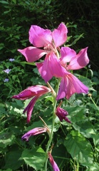 Gladiolus communis byzantinus