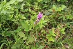 Grona heterocarpos