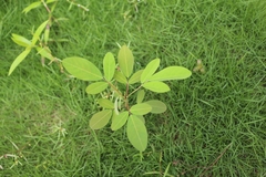 Grona heterocarpos