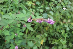 Grona heterocarpos