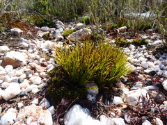 Ficinia overbergensis