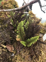 Adenophorus tamariscinus