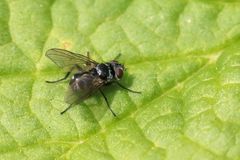 Microsoma exiguum