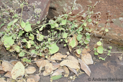 Aeollanthus buchnerianus