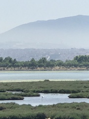 Phoenicopterus roseus