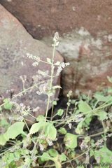 Aeollanthus buchnerianus