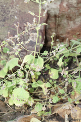 Aeollanthus buchnerianus