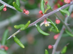 Castela erecta texana