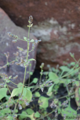 Aeollanthus buchnerianus