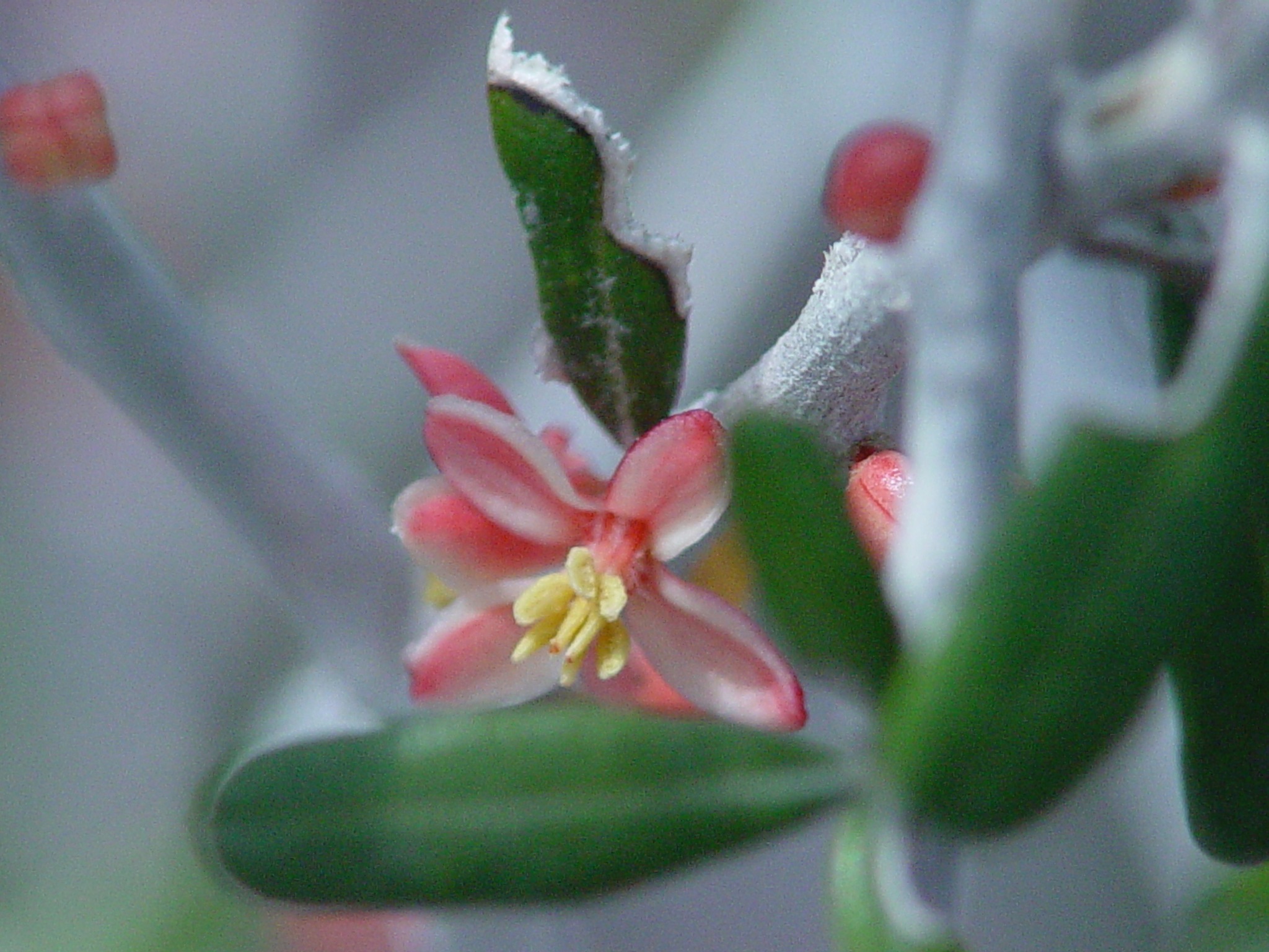 Castela erecta