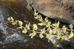 Tetradenia brevispicata