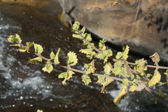 Tetradenia brevispicata